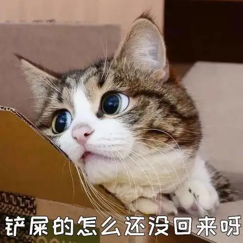 你吃饭时,猫咪对着食物做出埋粑粑动作猫咪究竟在想什么呢