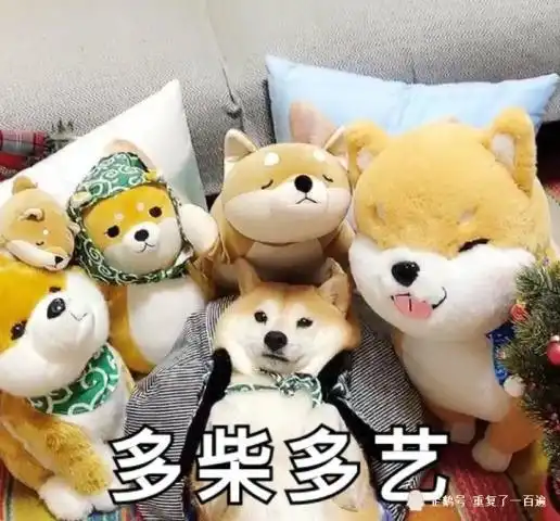 主人假装喂柴犬,下一秒狗狗的表情笑翻,网友奥斯卡狗帝