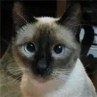 卡通暹罗猫头像微信头像图片大全