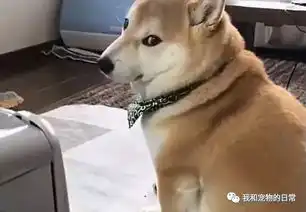 这柴犬从后看就像一只胖橘猫,回眸一笑却倾国倾城