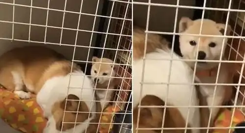小柴犬睡觉醒来出不了笼子,表情无辜的盯着主人求救