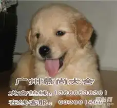 深圳福田有卖宠物狗吗深圳可以养狗吗深圳金毛犬价