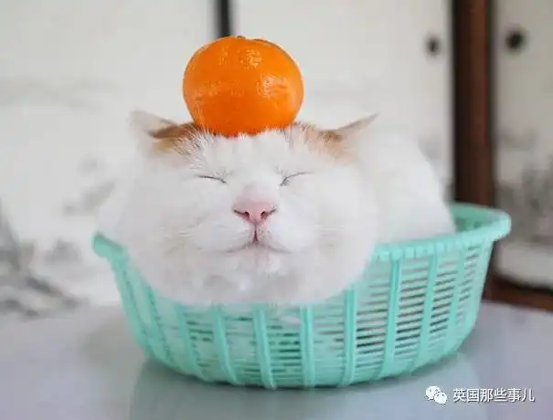 这只治愈了无数网友的猫叔回猫星了你的手机一定有它的表情包