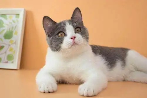 好奇害死猫表情包gif神