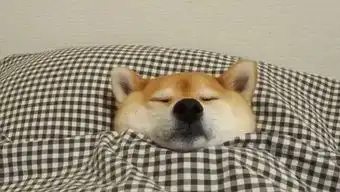 深夜食堂明天中午吃什么