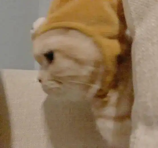 萌宠头像猫咪头像,让我偷偷看看你在干嘛
