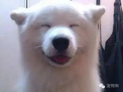 让狗狗们告诉你,快乐是件多么简单的事情