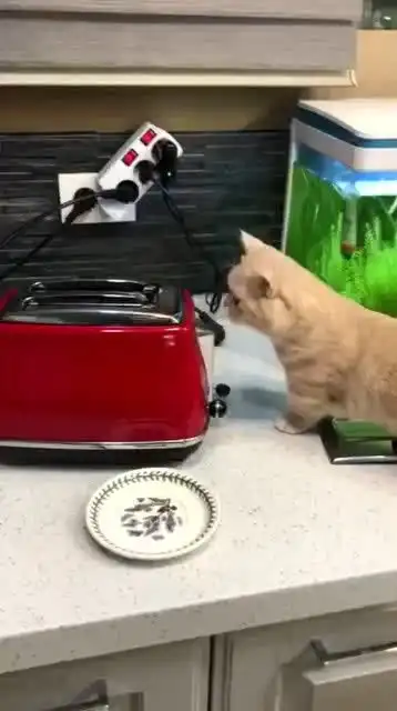 好奇害死猫啊,下回不玩了吧