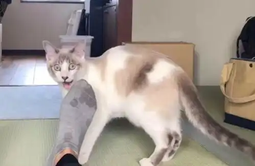 猫咪爱闻主人臭脚,上头后就咬脚,主人一脚踢开,它还挺记仇