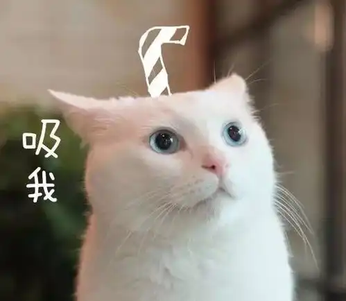 每日吸丨我们一起学男朋友叫