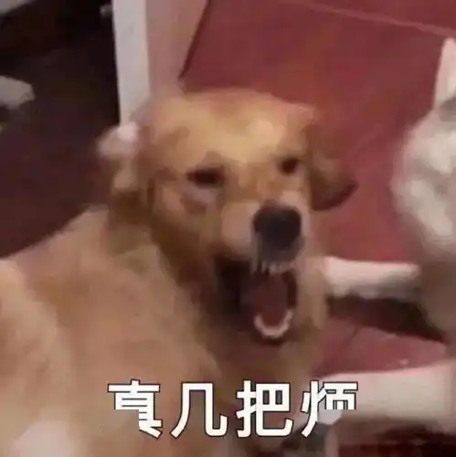 小狗探头表情包可爱