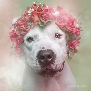 被安乐死的狗狗sophiegamand的萌犬摄影