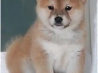 图赛级血统豆柴犬网红表情包大脸柴犬现场检测签合上海宠物狗