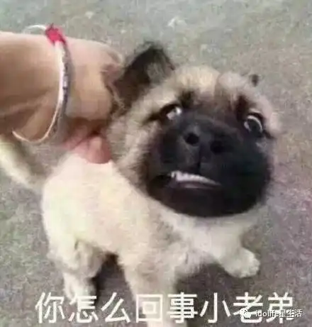 李晨表情包沙雕