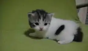 超漂亮纯赛级美国短毛猫银虎斑小mmdd