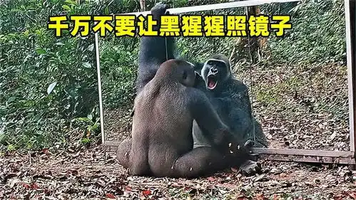 尽量不要让黑猩猩照镜子,否则场面根本无法控制,看了憋住别笑