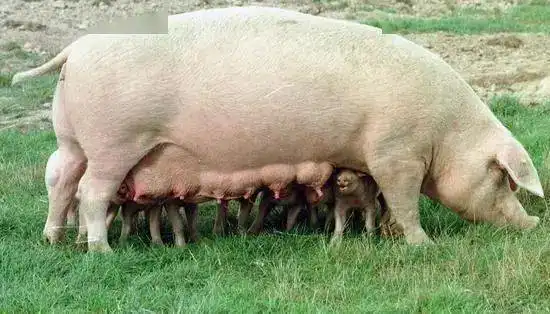 中国猪肉需求旺盛,引发欧洲猪肉之争