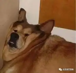 狗狗不同的睡姿反映出它的性格,你家是哪种呢