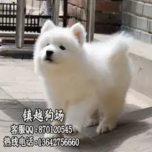 广州哪里有卖狗广州哪里有卖纯种萨摩耶犬萨摩耶宠物网chongwu.cc
