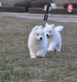 给萨摩耶犬美容需要哪些工具