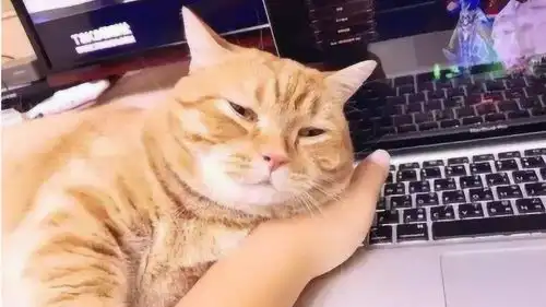 从没见过这么粘人的猫,不管主人在干嘛,反正就要睡他身上