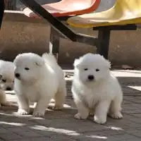 出售家养微笑天使萨摩耶幼犬精品健康萨摩犬包健康