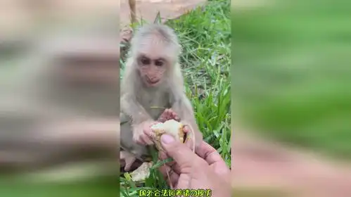 猴哥你叫啥呢猴子搞笑
