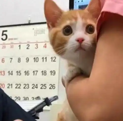 小猫咪生病打针,这委屈的小眼神,真的让我心疼坏了