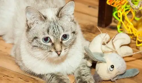 猫咪的神奇动作和表情,简直萌到犯规,铲屎官赶紧抱抱它们