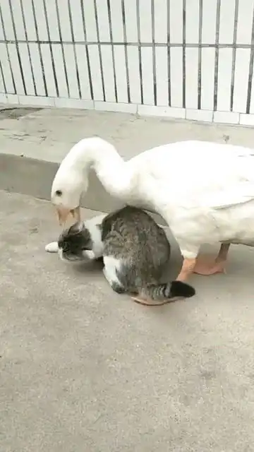 农村的大鹅真嚣张,把猫按在地上摩擦,这是有多大仇