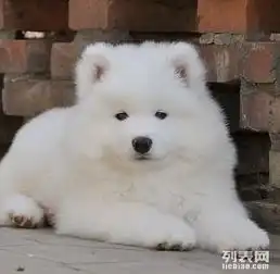今天付款包邮萨摩耶幼犬微笑天使训练完成赛级犬