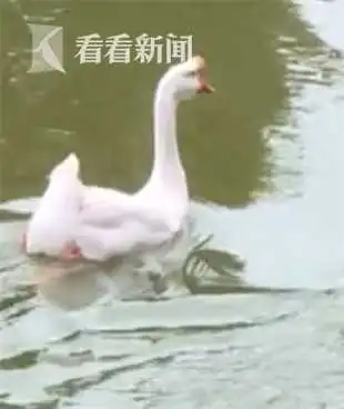 小区湖里大白鹅莫名消失,竟是被保姆抓走杀了...