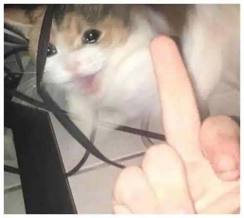 毛晓彤流泪猫猫头为什么会上热搜大家如何评论的