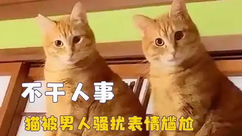 没有边界感的人类,猫咪被男人强吻表情痛苦,消防员对小狗唱忐忑