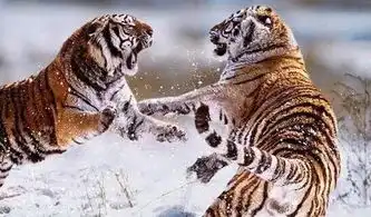 猛虎落地式下跪表情包绝