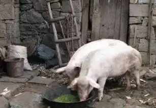 猪肉价格持续上涨,回农村养猪有出路吗两个问题要考虑清楚