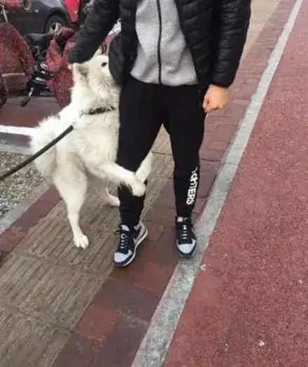 男生抱萨摩耶头像抱起