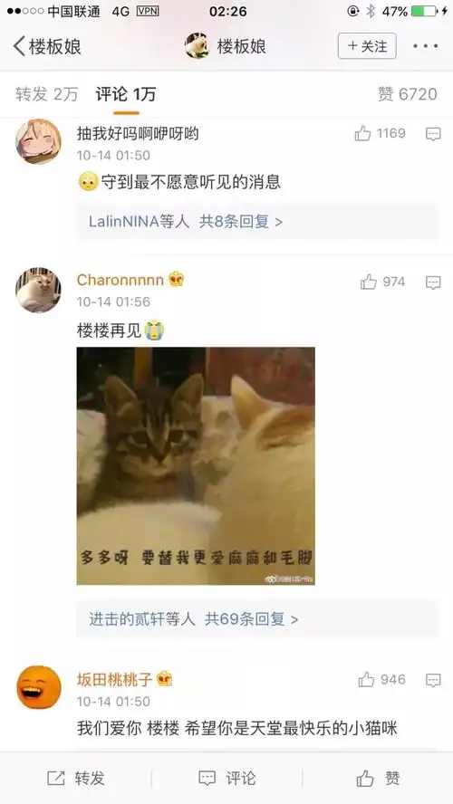 泪网红猫楼楼去世,我的表情包回到了汪星球...