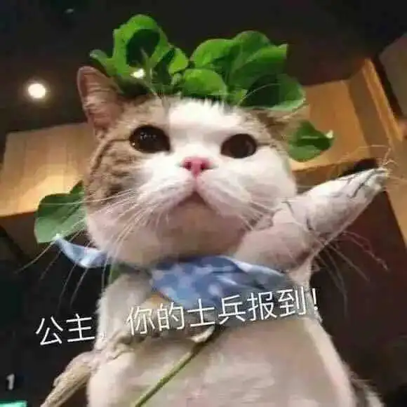 对象生气怎么哄表情包养