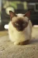 有没有暹罗猫各个品种的图片