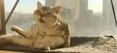 猫咪正专心舔毛,铲屎的透过缝隙偷拍,猫咪发现后表情扭曲了