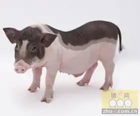 常见引起猪死胎猪病防治措施
