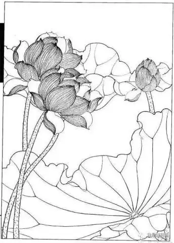 我是雕刻师,白描荷花画谱