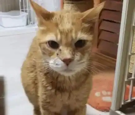 橘猫被关在衣柜中饲养,长达13年,与主人分开后,却每日以泪洗面
