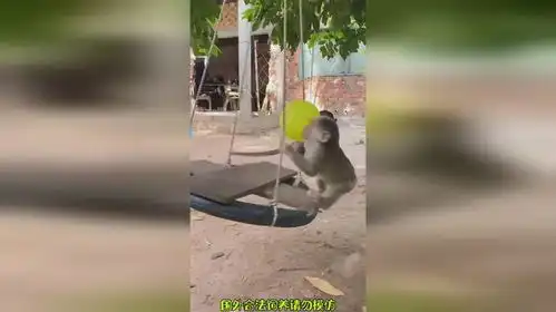 两个调皮的小猴子猴子搞笑