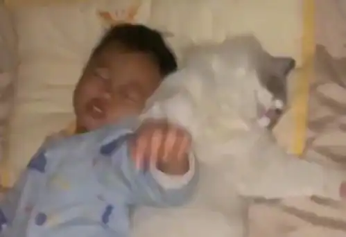 福建一邻居逗乐说猫咪命不久矣,男孩伤心大哭,妈妈陪伴了四年