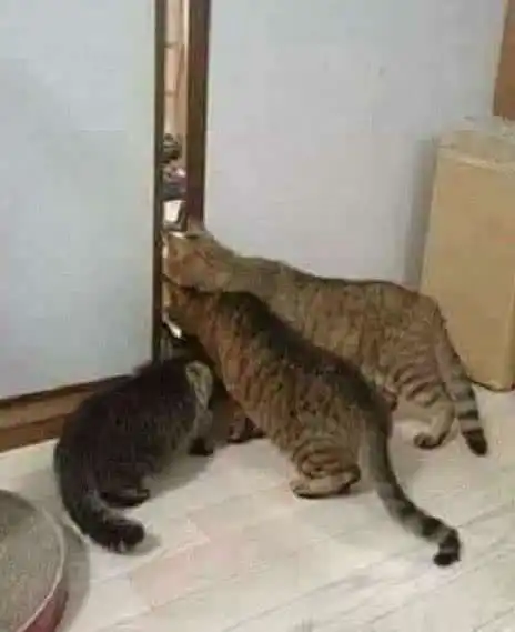 闺蜜和男友在房间睡觉,猫咪们在门外偷窥,看到猫咪的举动闺蜜羞得红了脸