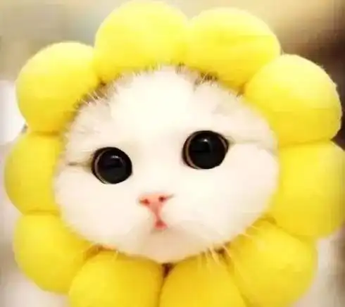 猫猫头表情包男生