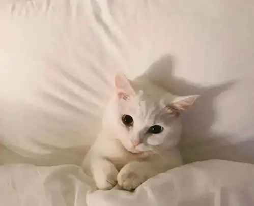 猫咪在娃娃机里面睡觉,引来小姐姐后,抓到它的时候懵了