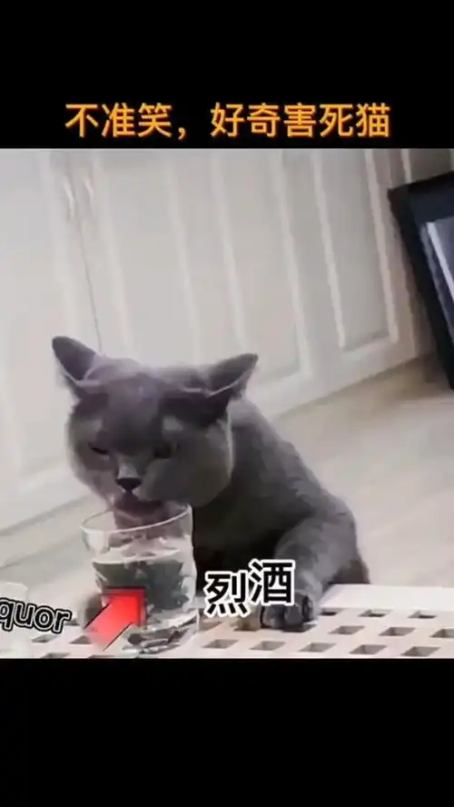 好奇害死猫,原来是这样来的